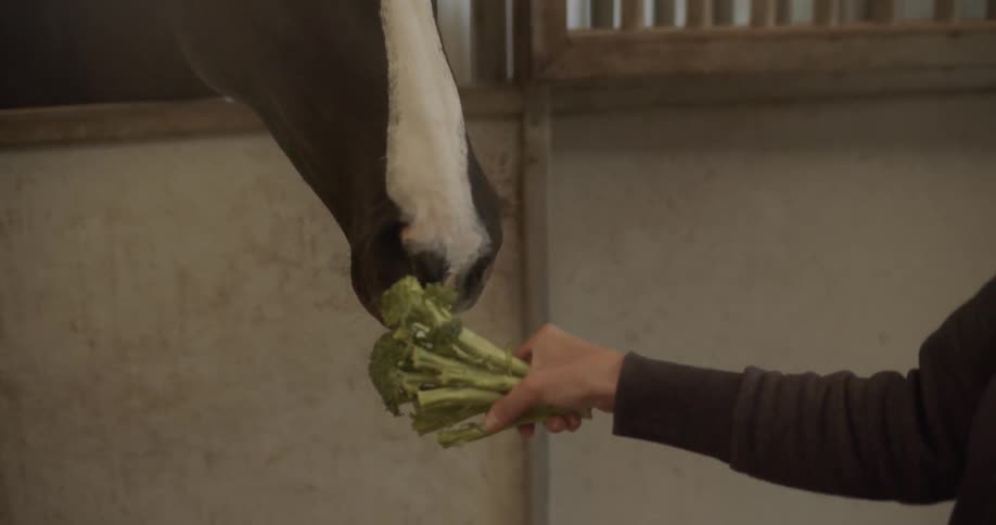 A woman feeds her horse some greens