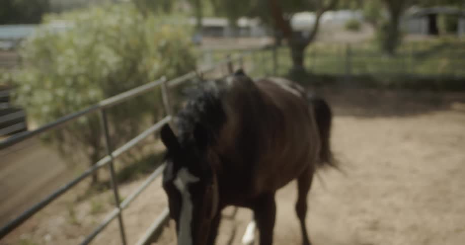 A horse gallops in the dirt