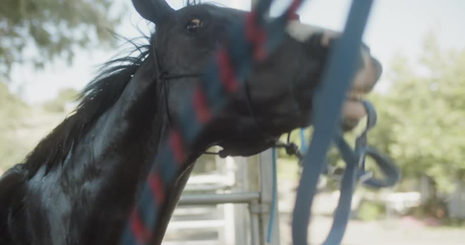 A tethered horse shakes its head