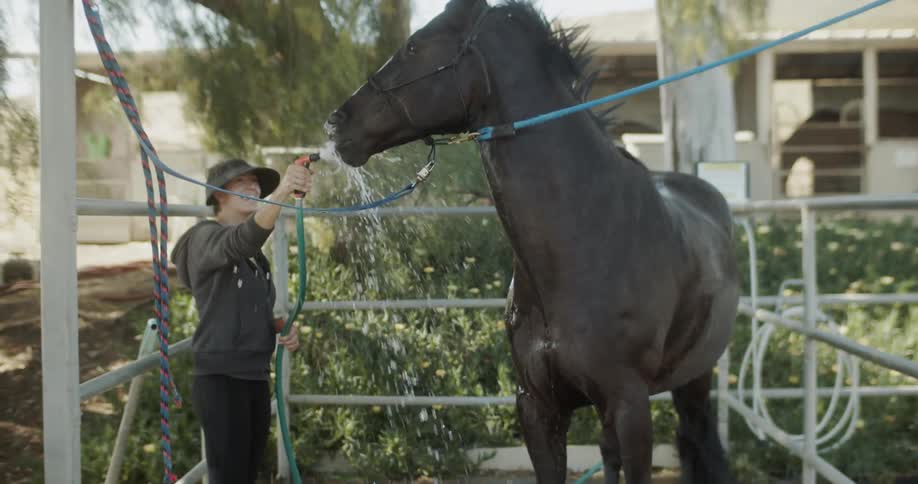 Woman washes a horse with a hose