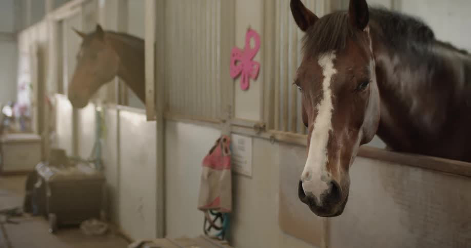 Brown and white horse nods its head as it stands in a stall