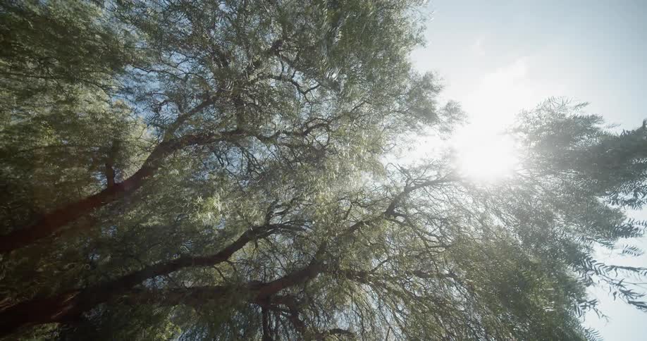 Tree branches wave in the wind on a sunny day