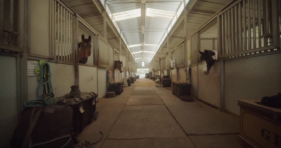 Horses stand in barn stalls