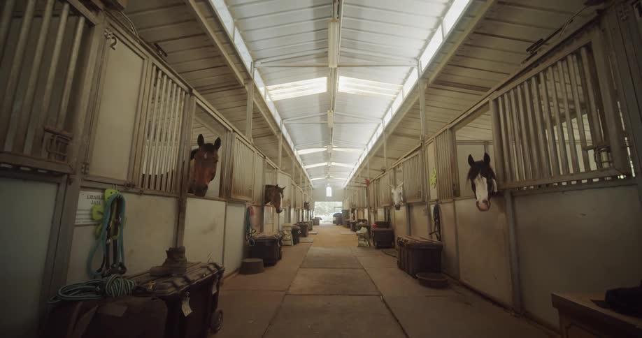 Dogs stand in barn stalls