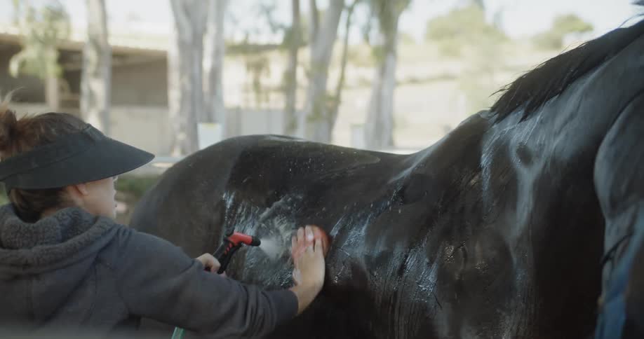 Woman sprays a horse with a hose