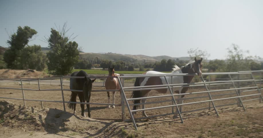 The horses hang out behind the fence