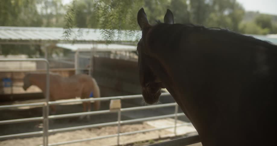 The horses are hanging around outside on the farm