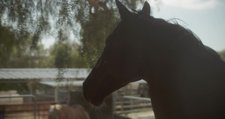 The horse is standing still in the farm