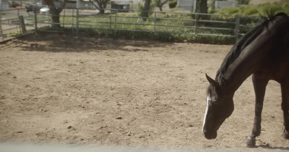 A horse walks behind the fence and smells the ground