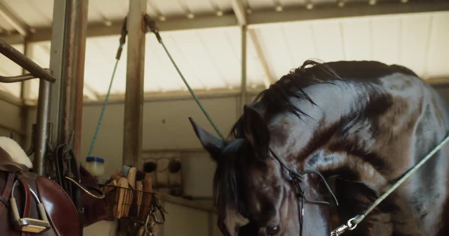 A horse is tethered to a stable
