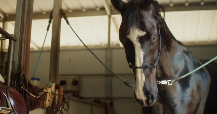 The horse is shaking his head up and down