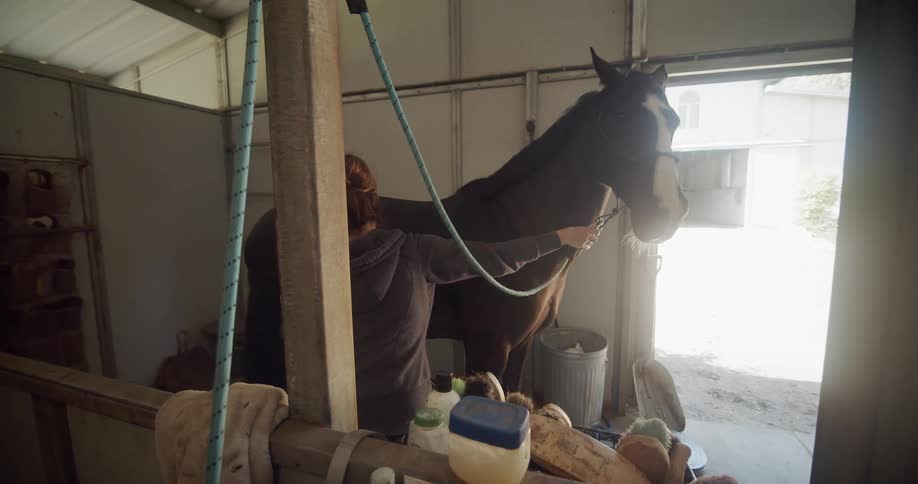Woman sprays a horse tied on a rope in a stall
