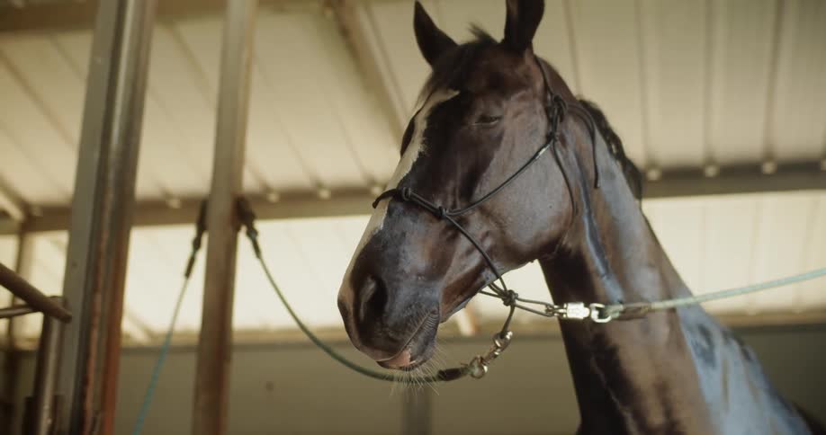 A horse is cross tied in a stall