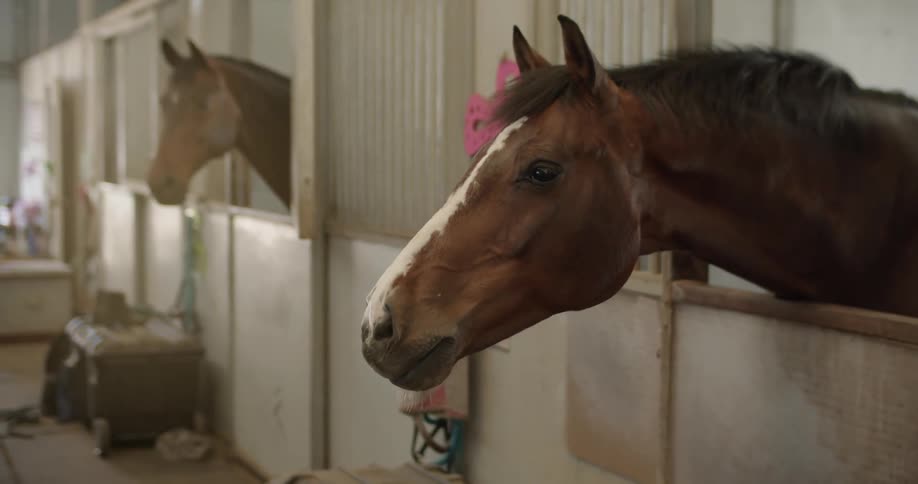 Horses stand in barn stalls