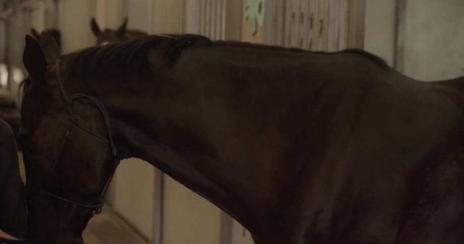 A woman leads a horse out of the stable