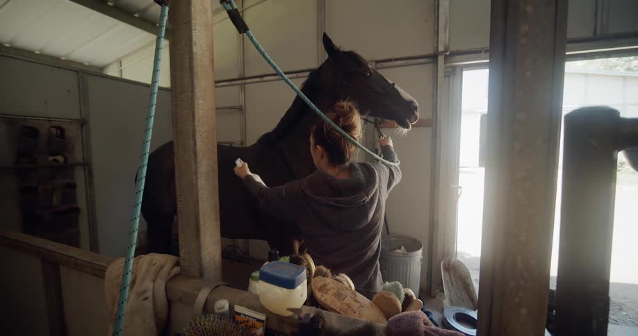A woman sprays down a horse for grooming