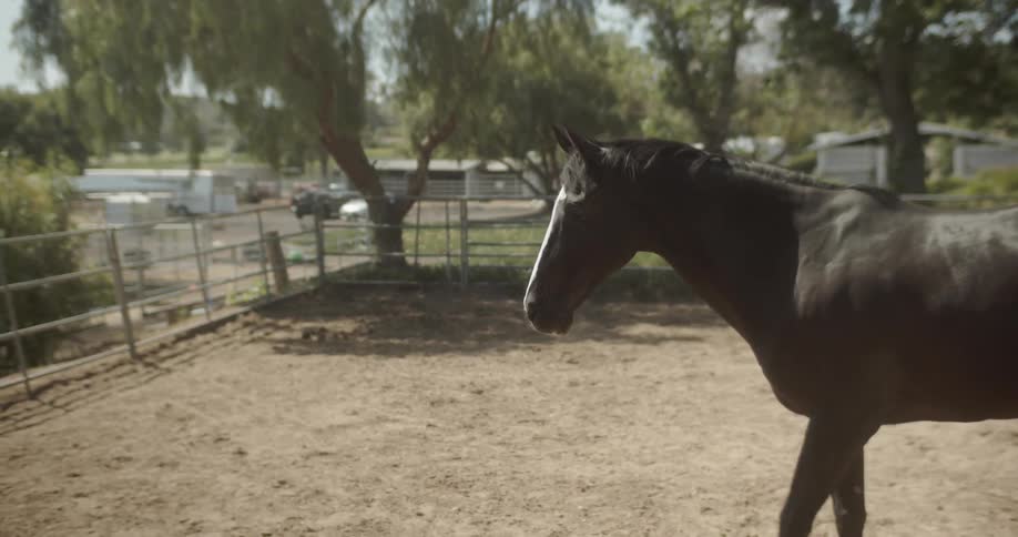 A horse stands in a paddock on a ranch