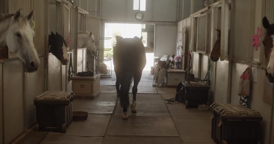 A woman leads a horse out of a stable