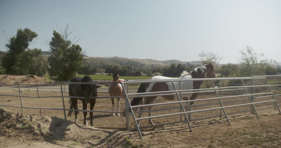 The horses stand together behind the fence