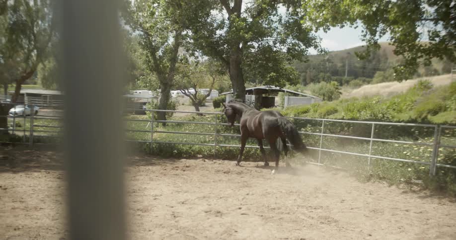 The horse is running around behind the fence on a sunny day