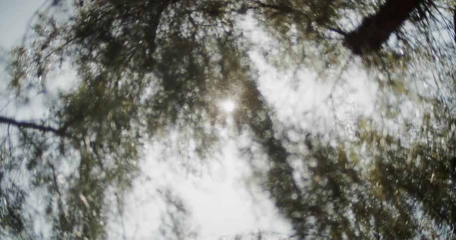 The branches blow in the heavy wind