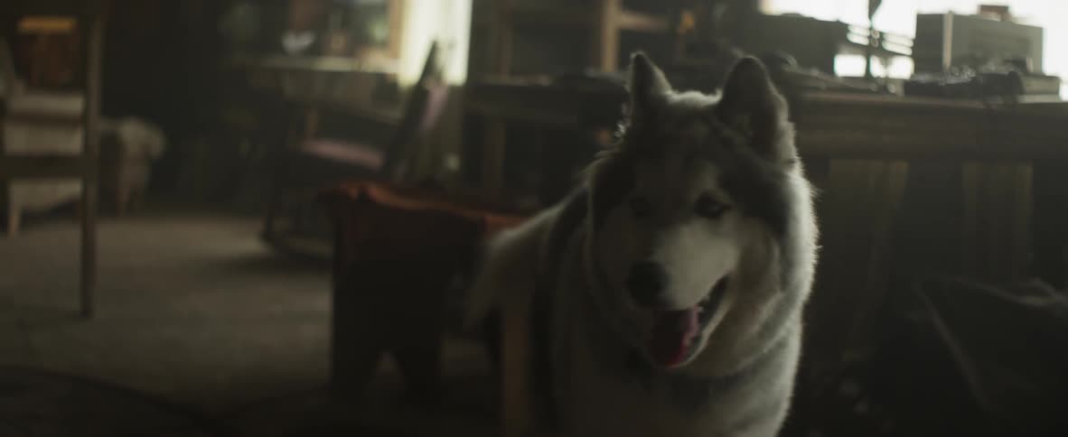 Husky looks around a living room