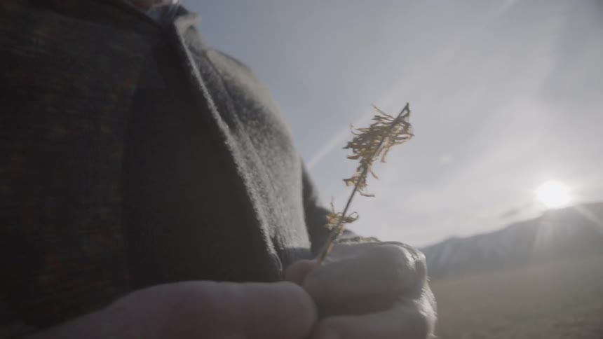 Man holds a weed under a sunny sky