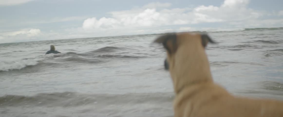 Surfer And His Dog At The Beach