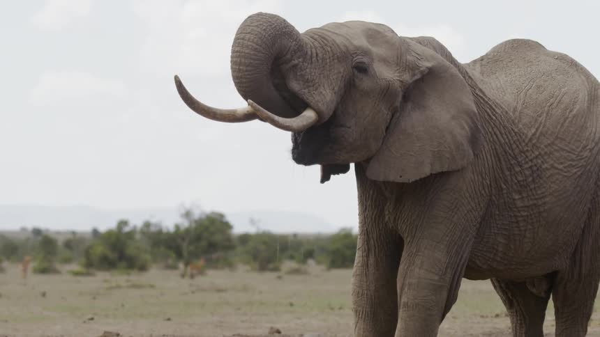 The elephant drinks some water on the field