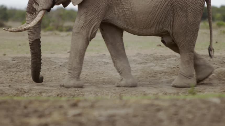 An elephant walks in the dirt