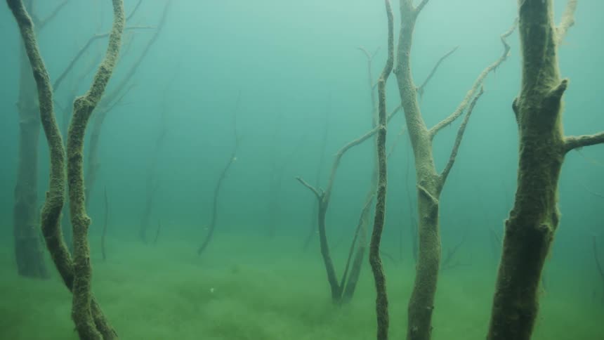 Under the water is covered with sand and trees