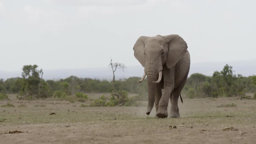 The elephant walks across the flat field