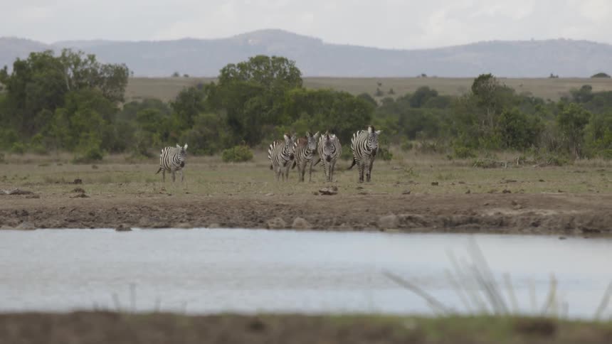 The group of zebra head towards the water