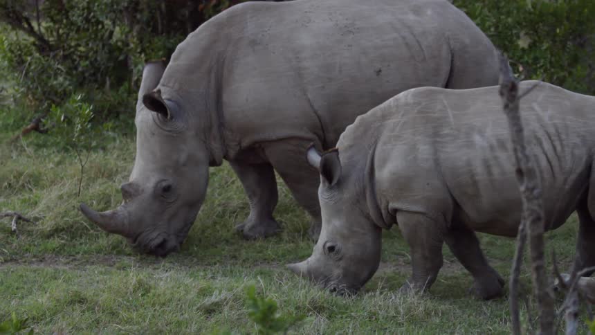 Three rhinoceroses graze in a field