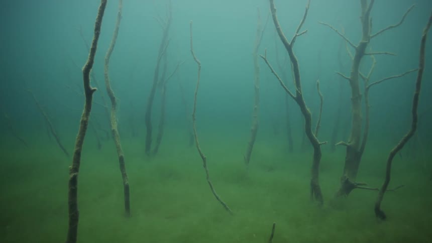 Branches sticking up out of a bed of algae in murky water