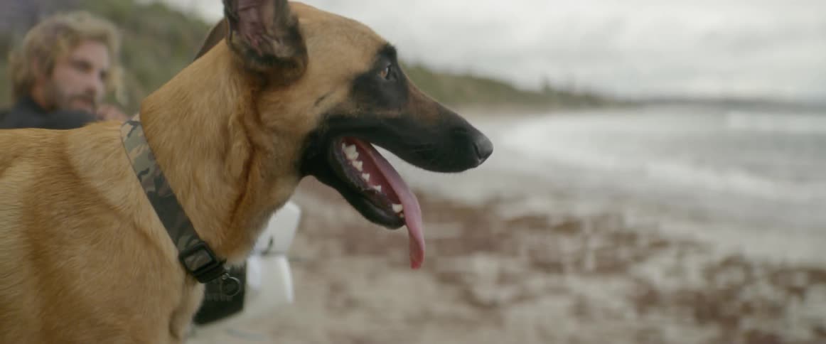 A dog stands next to a man on the beach