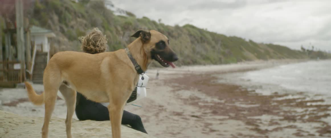 A man sits with a dog running around on the beach