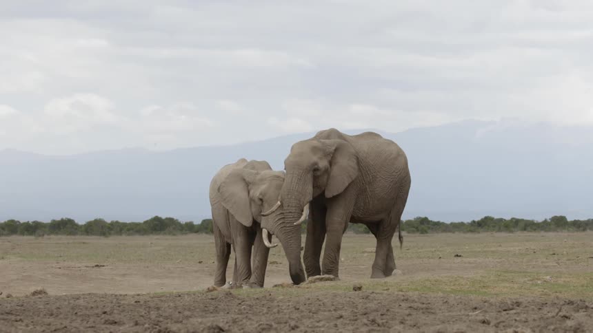 The elephants stand together on the long field