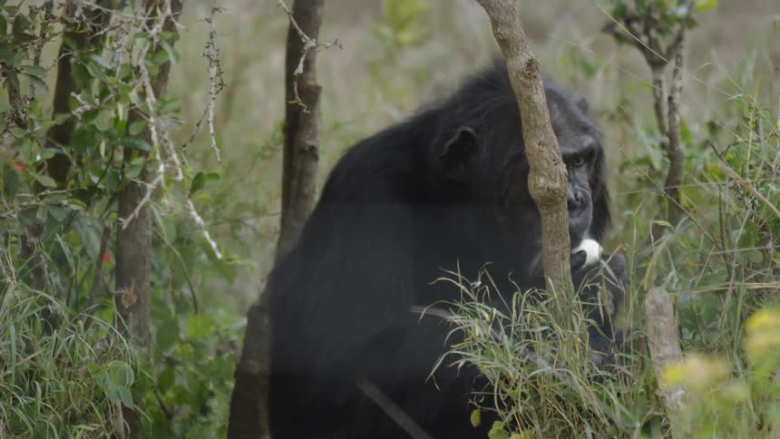 A gorilla eats near trees