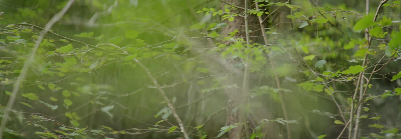 The branches cover the view of the dense forest