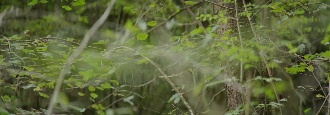 Leaves blow gently in the breeze as they hang from the branches