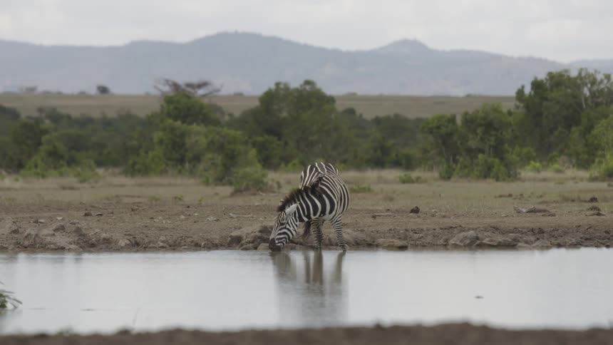 Zebra drinks from a waterhole
