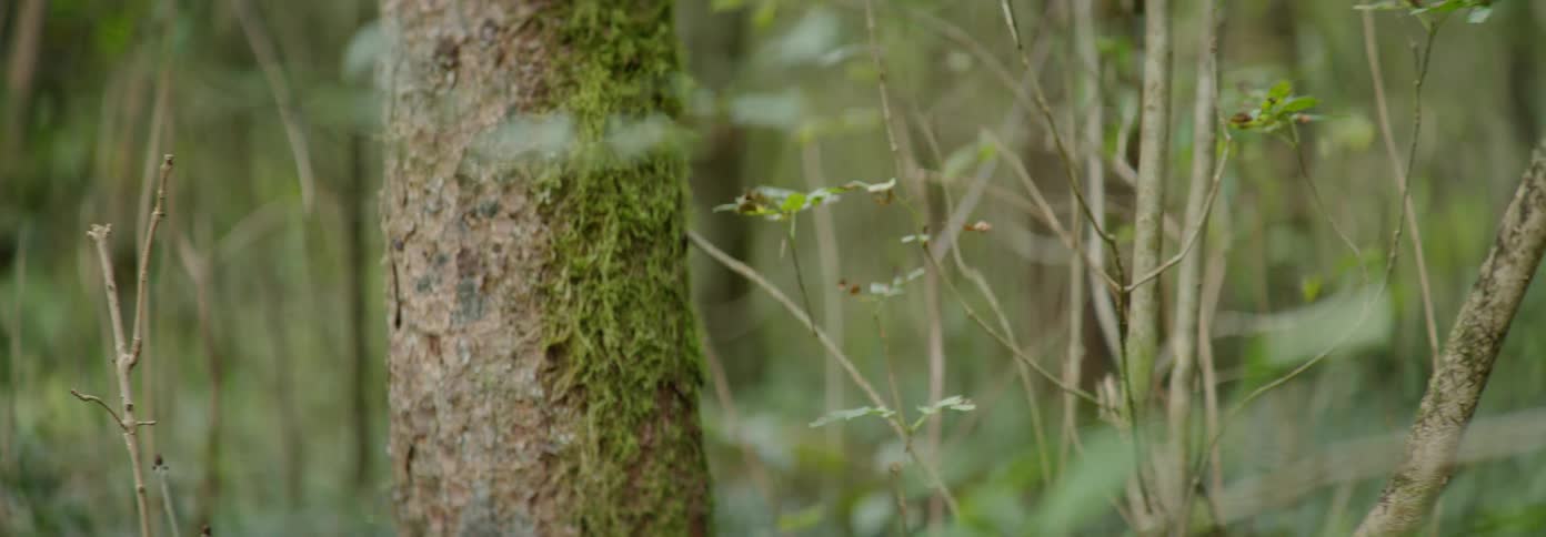 Moss grows on a tree trunk