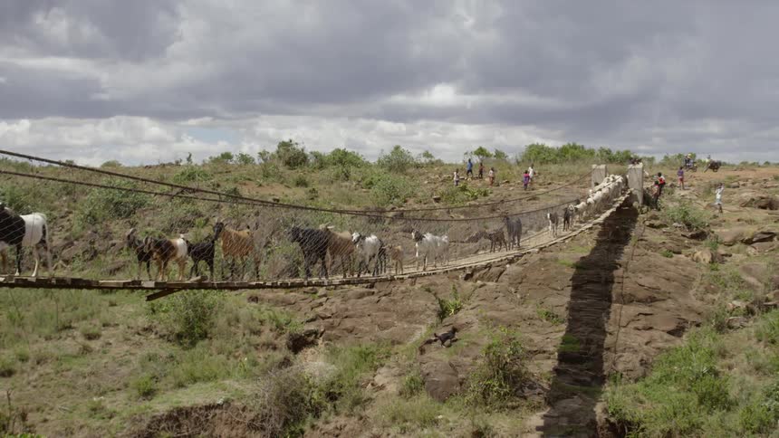 Herd of cattle walks over a hanging bridge under a cloudy sky