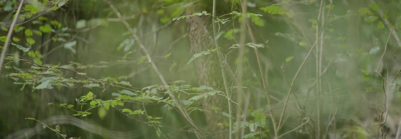 Leaves sway on tree branches in the woods