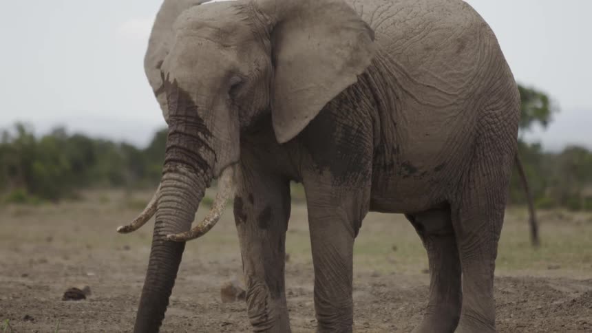 The elephant is swinging its tusk