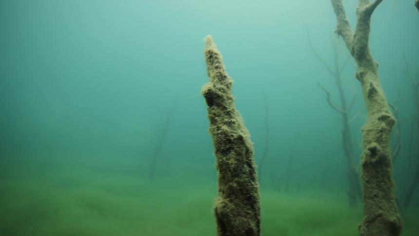 Seaweed grows in a large body of water