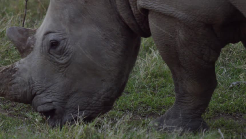 A rhinoceros grazes in a field