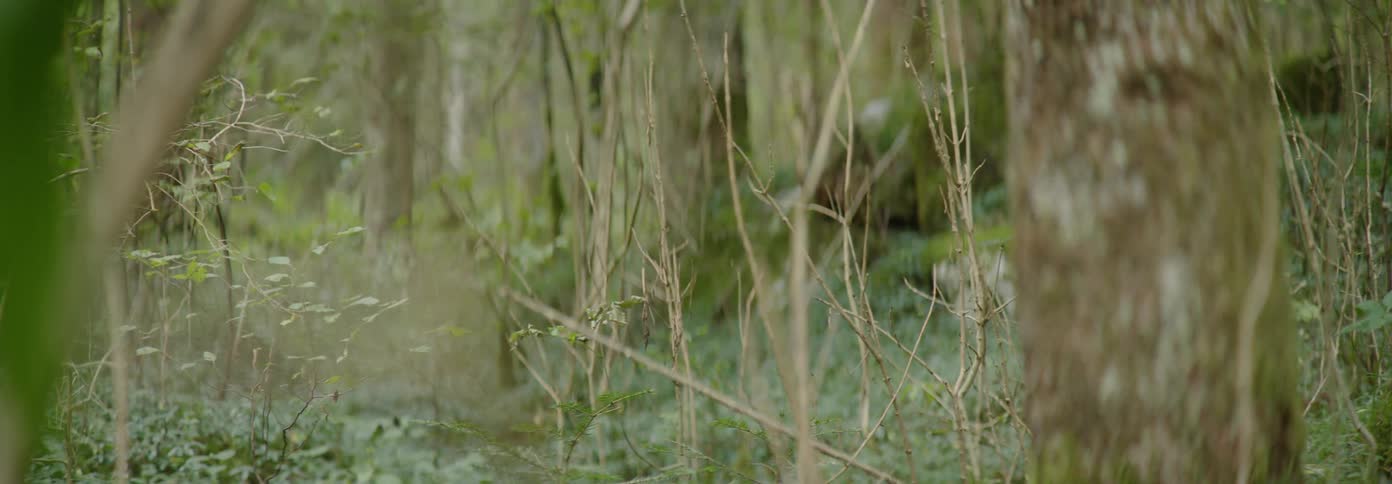 Trees grow in a forest