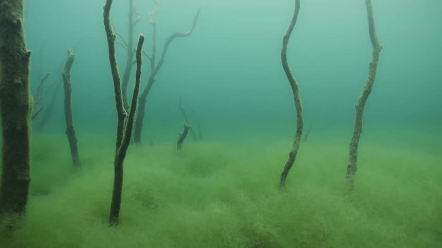 The bottom of the water is green and full of fog